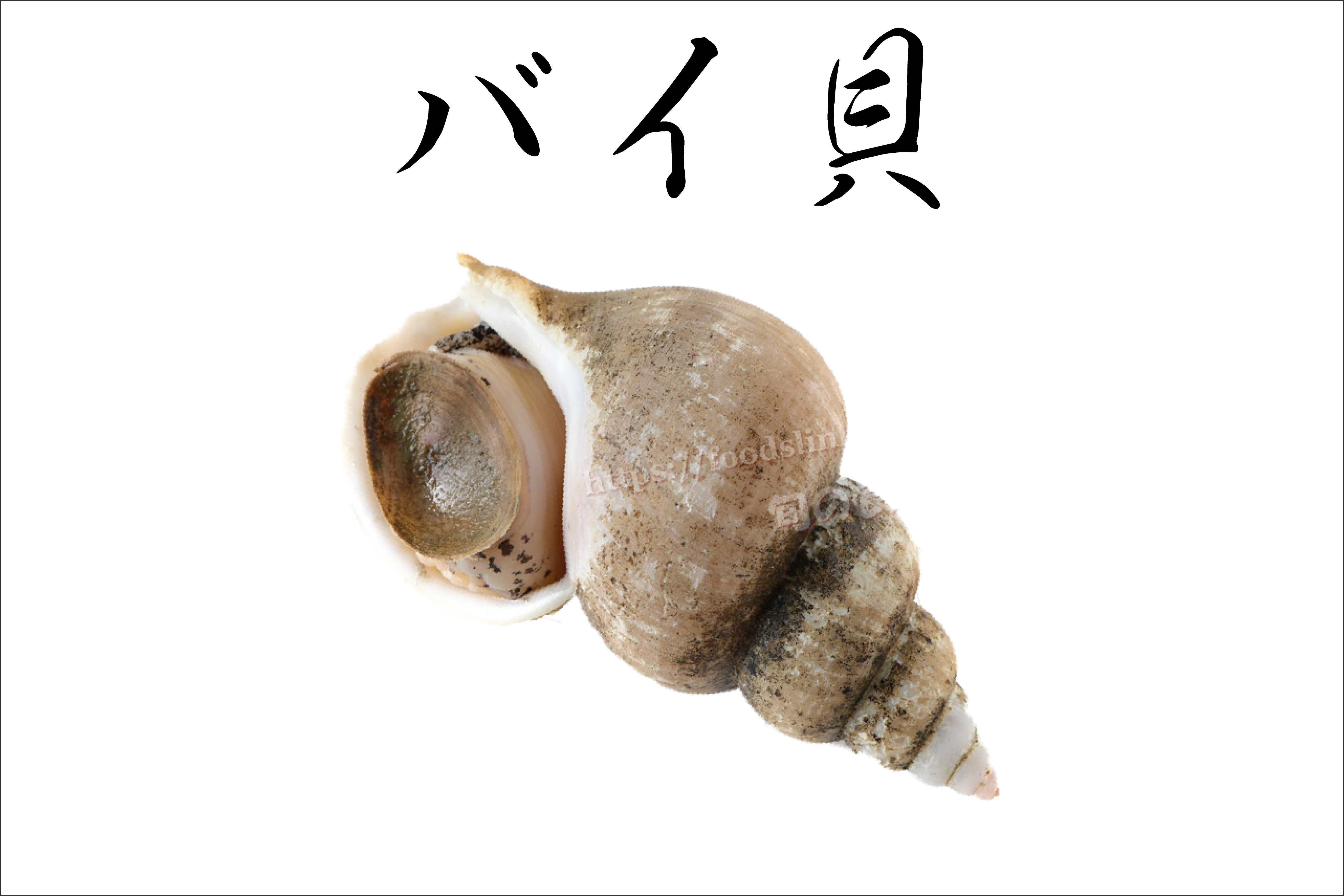 バイ貝の写真